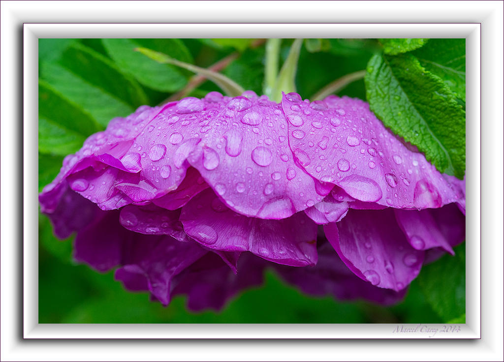 DSC_1191.jpg