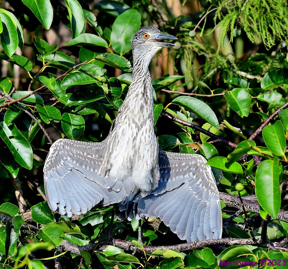 DSC_1194_001.JPG
