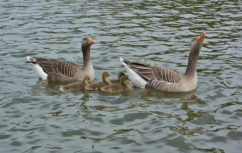 DSC_1195.jpg