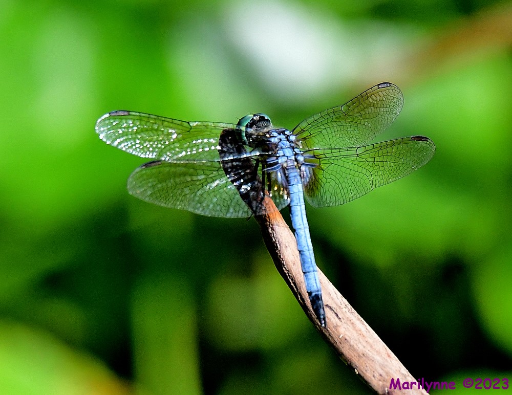DSC_1196_001.JPG