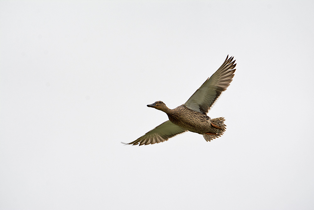 DSC_1197.jpg