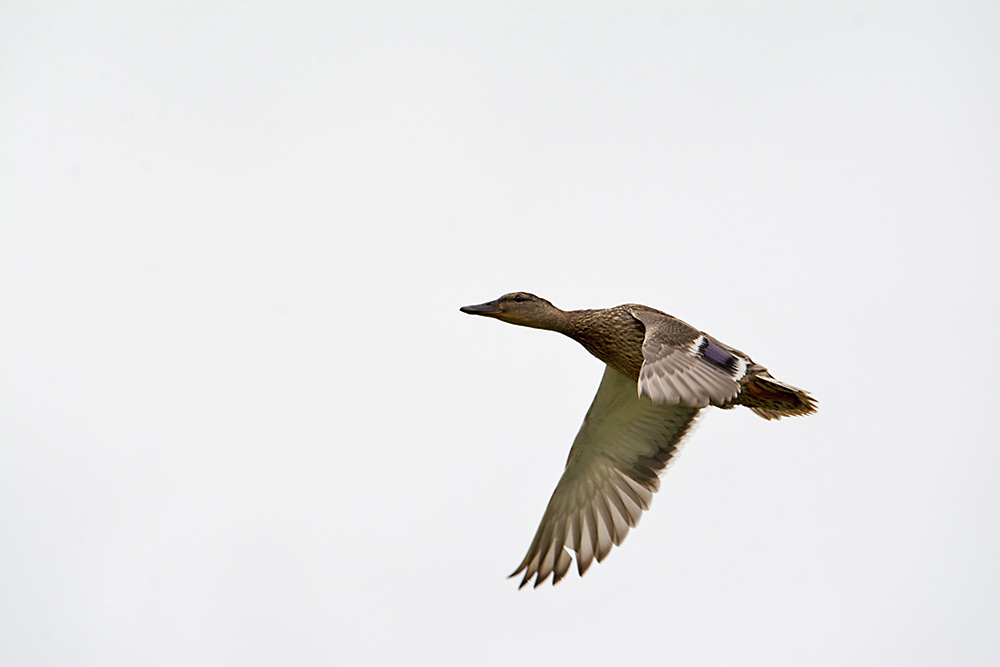 DSC_1199.jpg