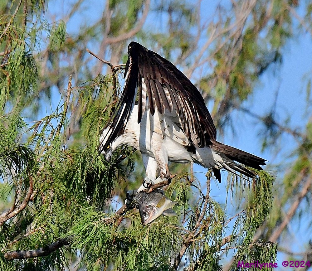 DSC_1200_001.JPG