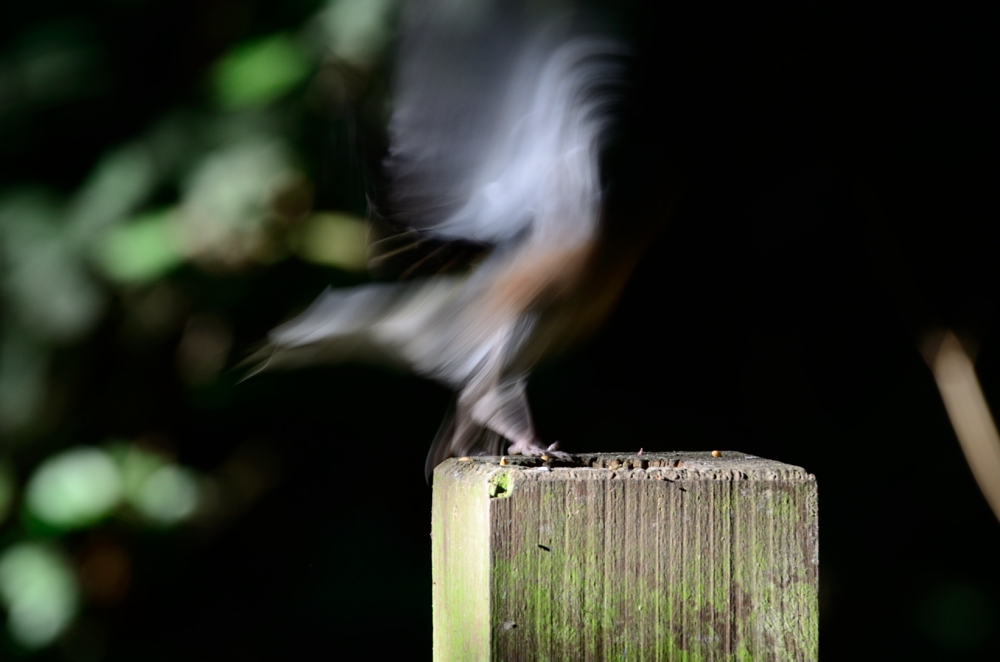 DSC_1201.JPG