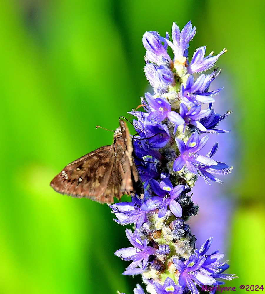 DSC_1204_001.JPG