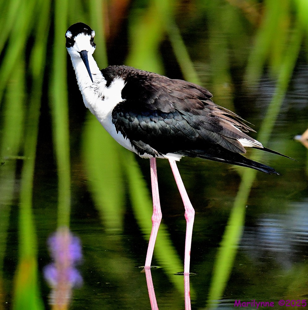 DSC_1204_001.JPG