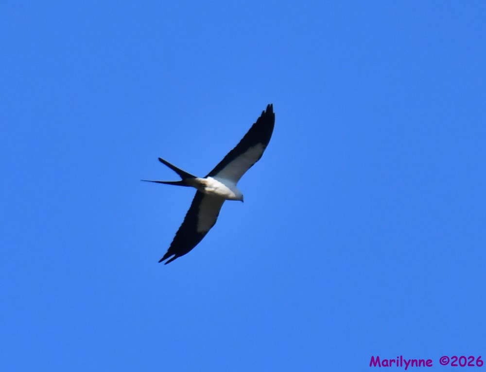 DSC_1204_001.JPG