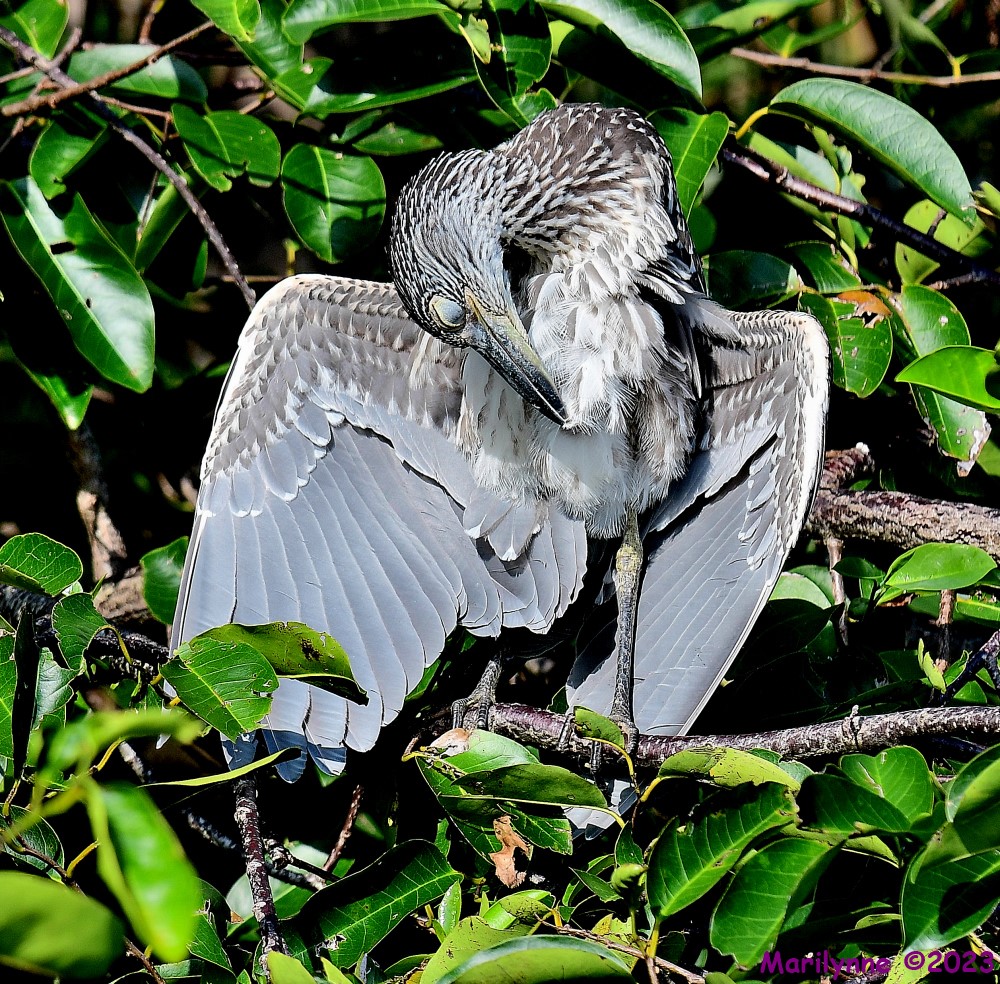 DSC_1206_001.JPG
