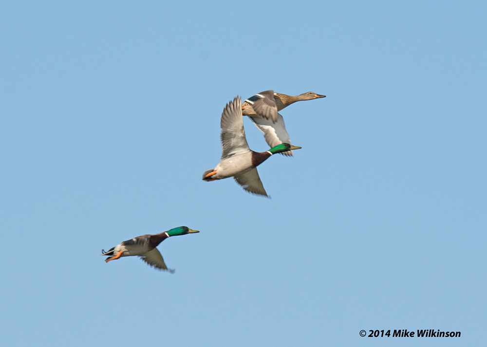 DSC_1207.jpg