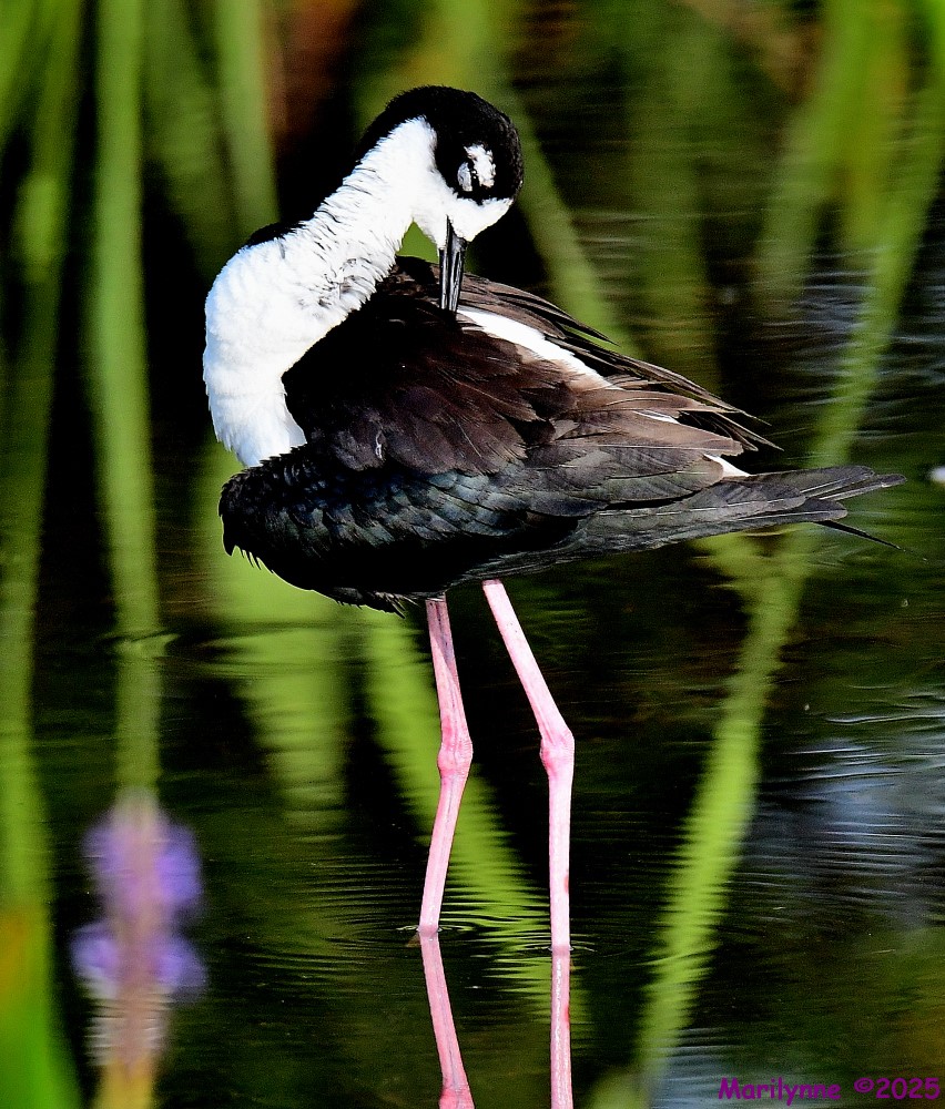 DSC_1207_001.JPG