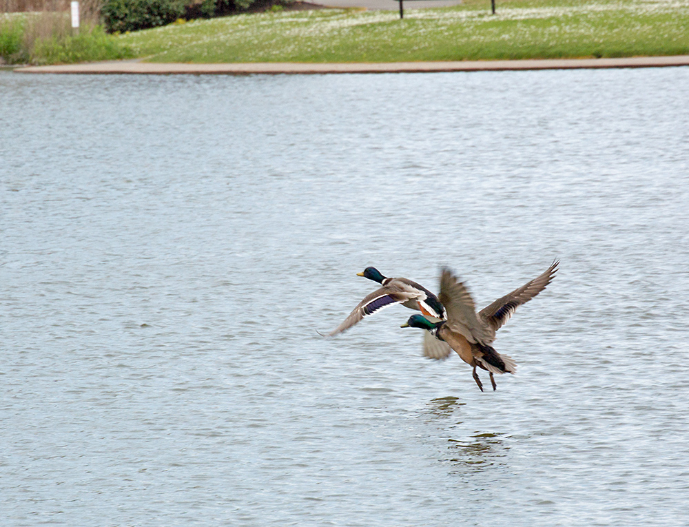 DSC_1209.jpg