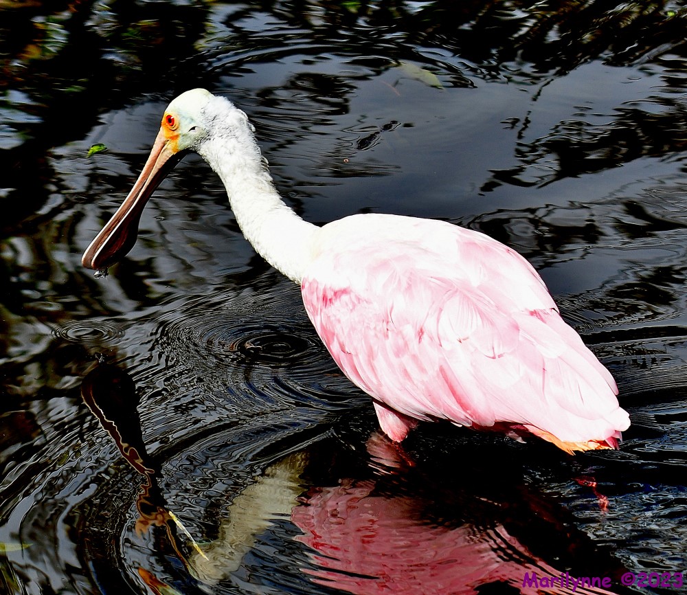 DSC_1209_001.JPG
