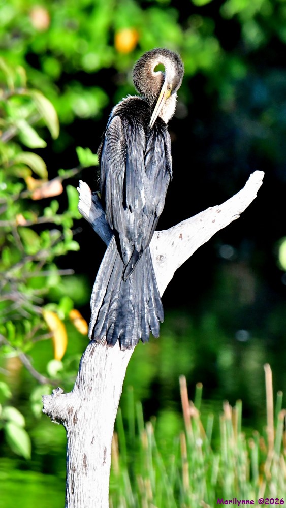 DSC_1209_001.JPG
