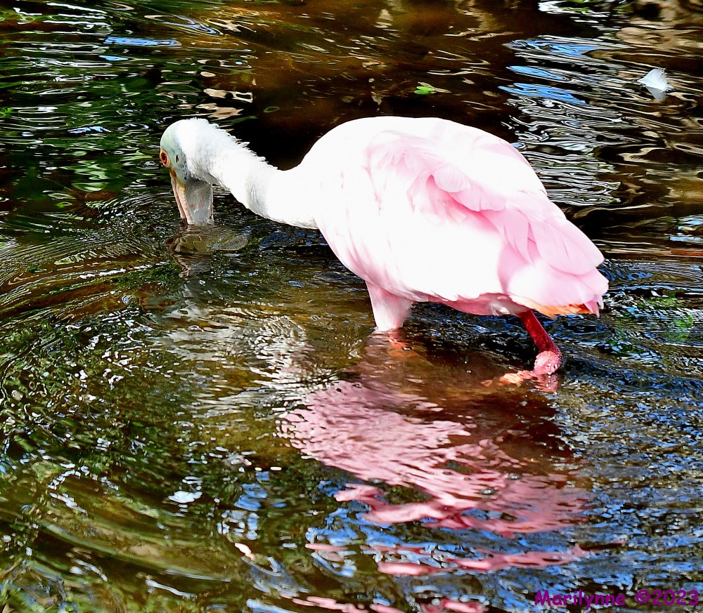 DSC_1210_001.JPG