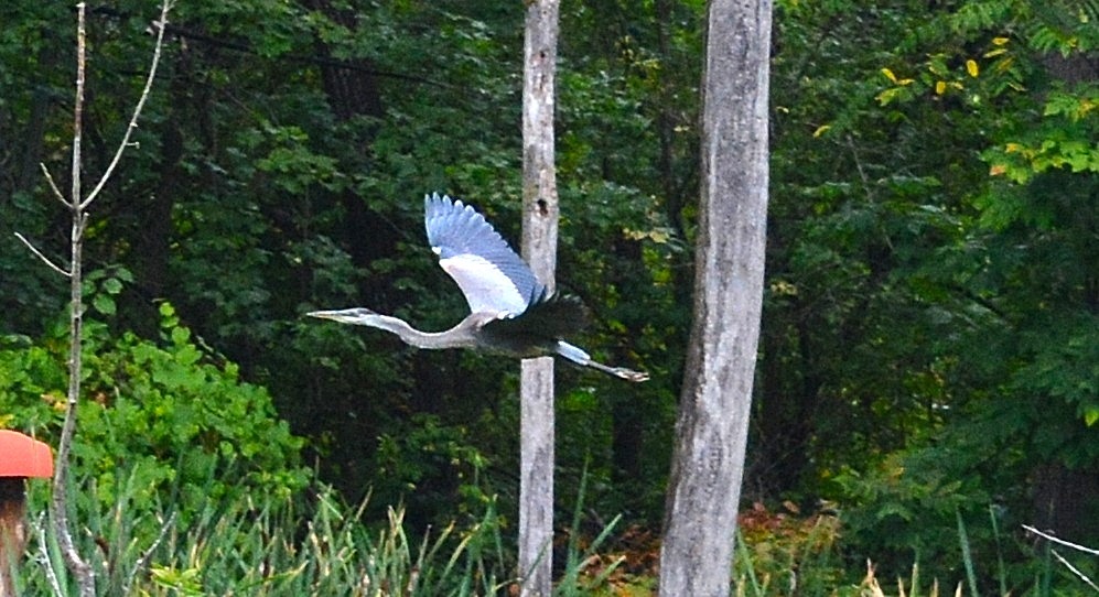 DSC_1211.JPG