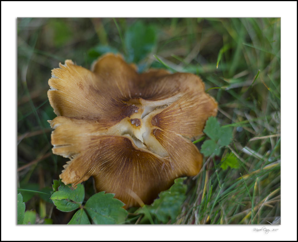 DSC_1211.jpg
