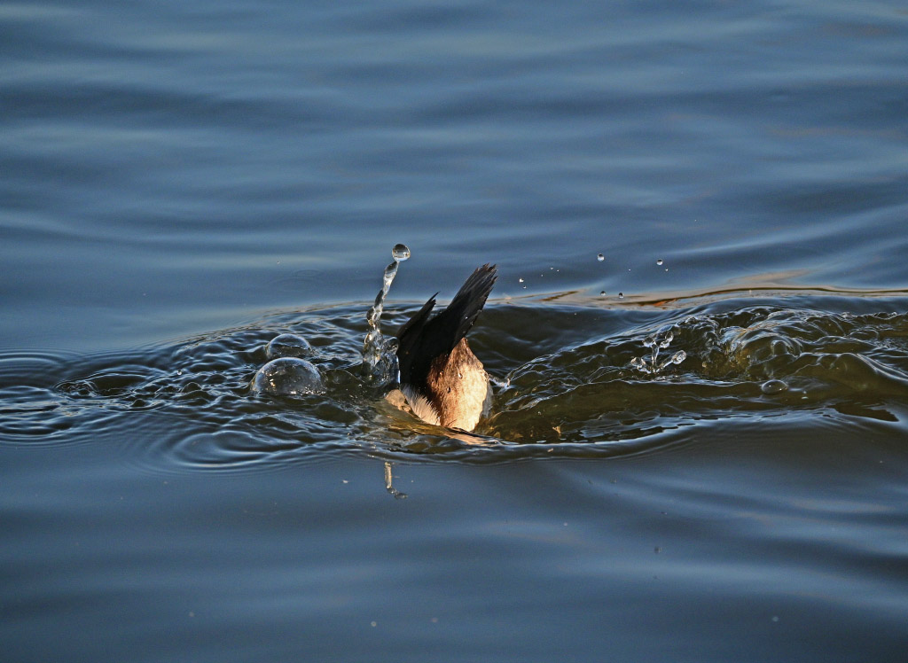 DSC_1215.jpg