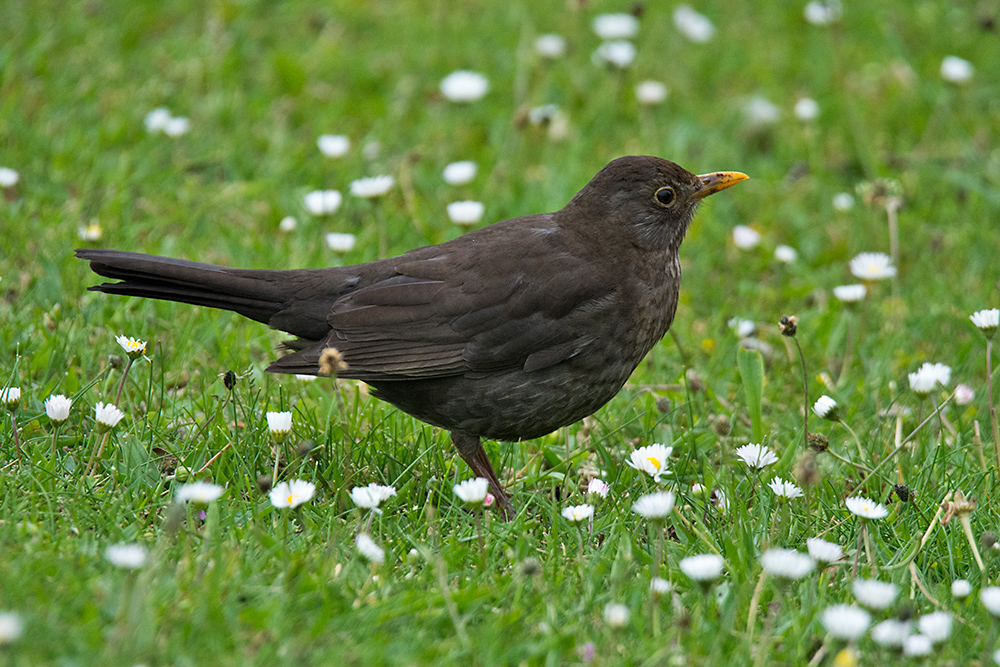 DSC_1217.jpg