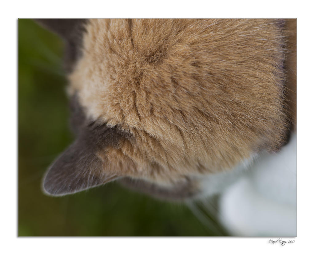 DSC_1217.jpg