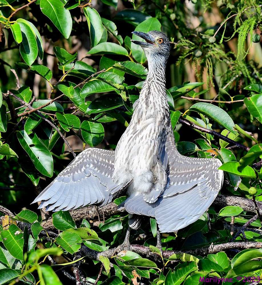 DSC_1217_001.JPG