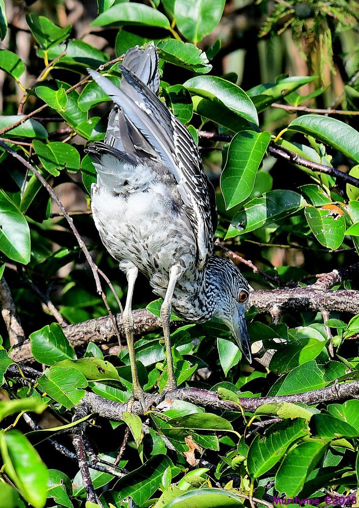 DSC_1221_001.JPG