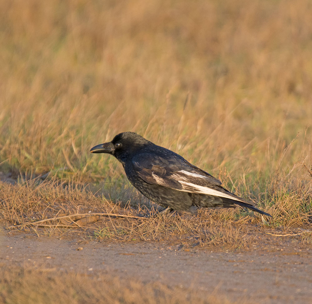 DSC_1222.jpg