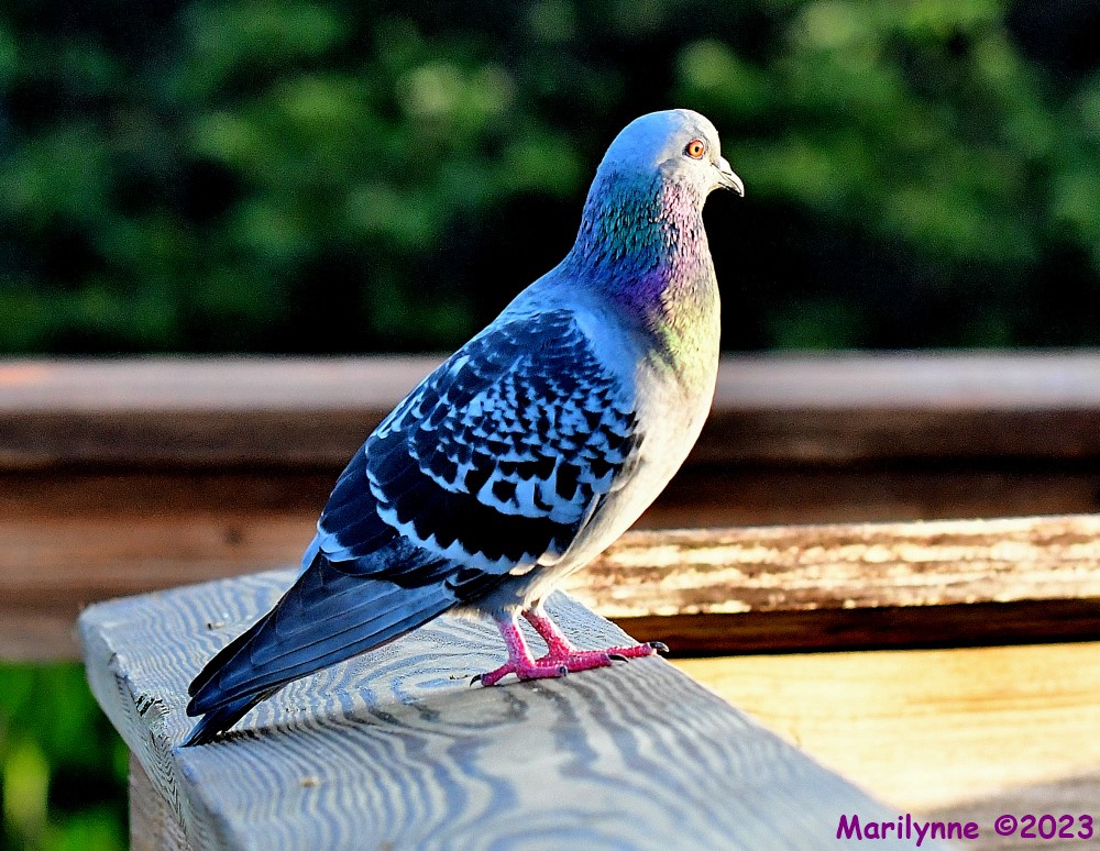 DSC_1224_001.JPG