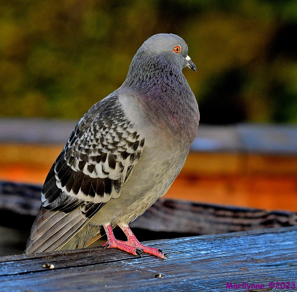 DSC_1227_001.JPG