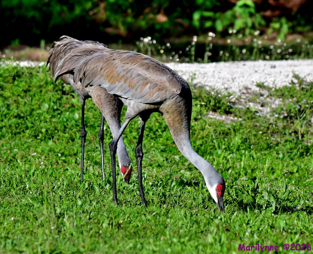 DSC_1229_001.JPG