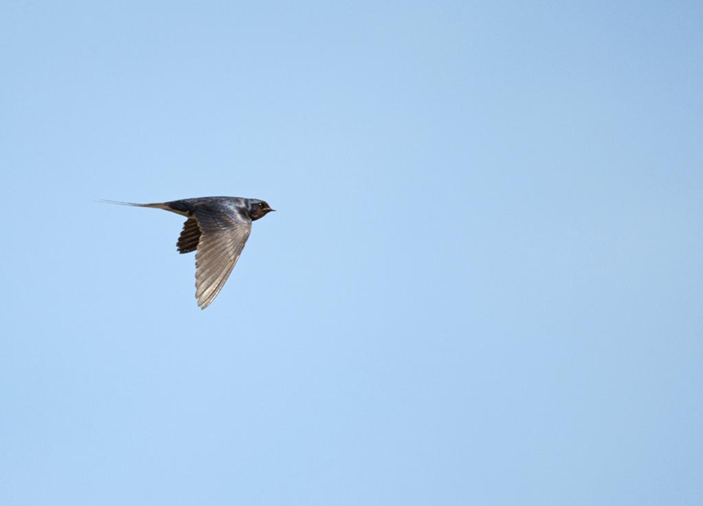 dsc_1229_35605580932_o.jpg