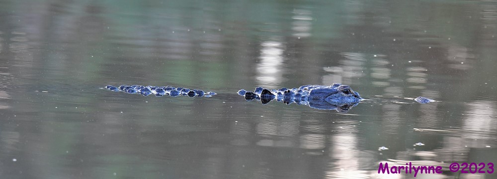 DSC_1229_stitch3_001.JPG