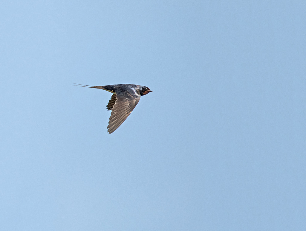 DSC_1230.jpg