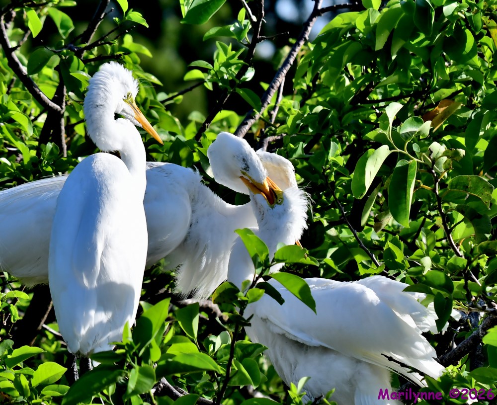 DSC_1231_001.JPG