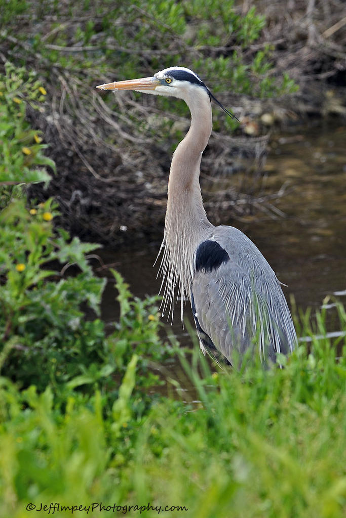 DSC_1233.jpg