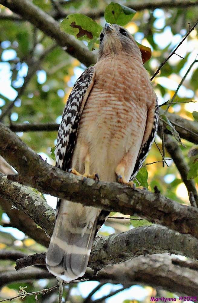DSC_1234_001.JPG