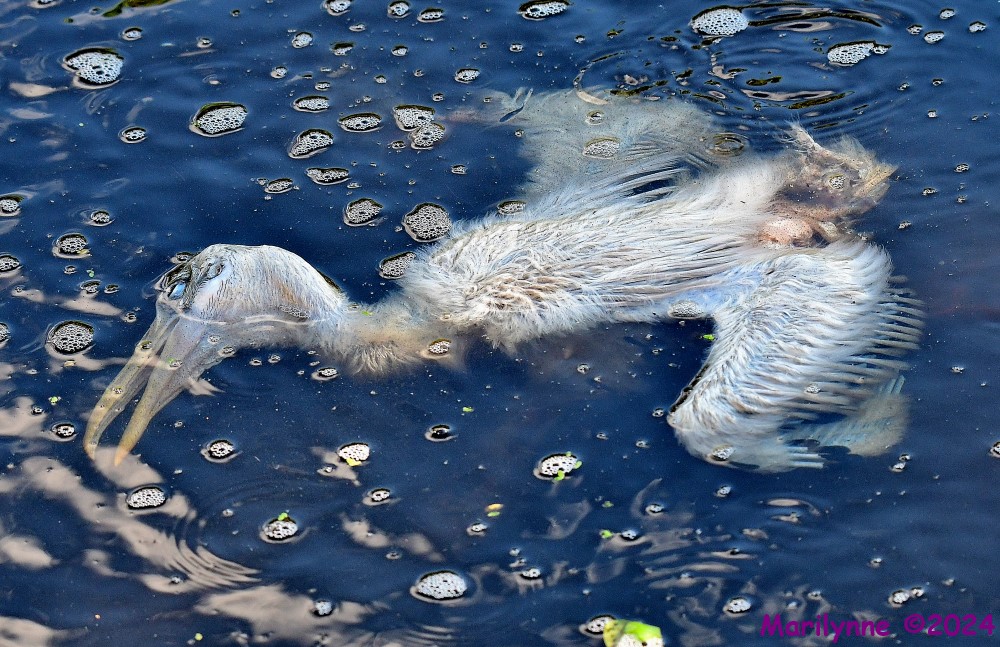 DSC_1237_001.JPG