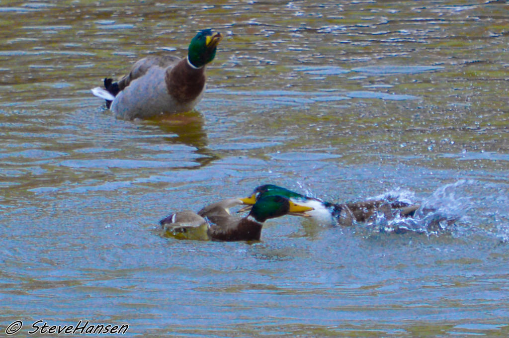 DSC_1240.jpg