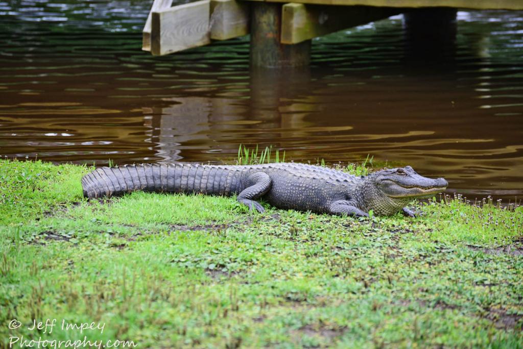 DSC_1241.jpg