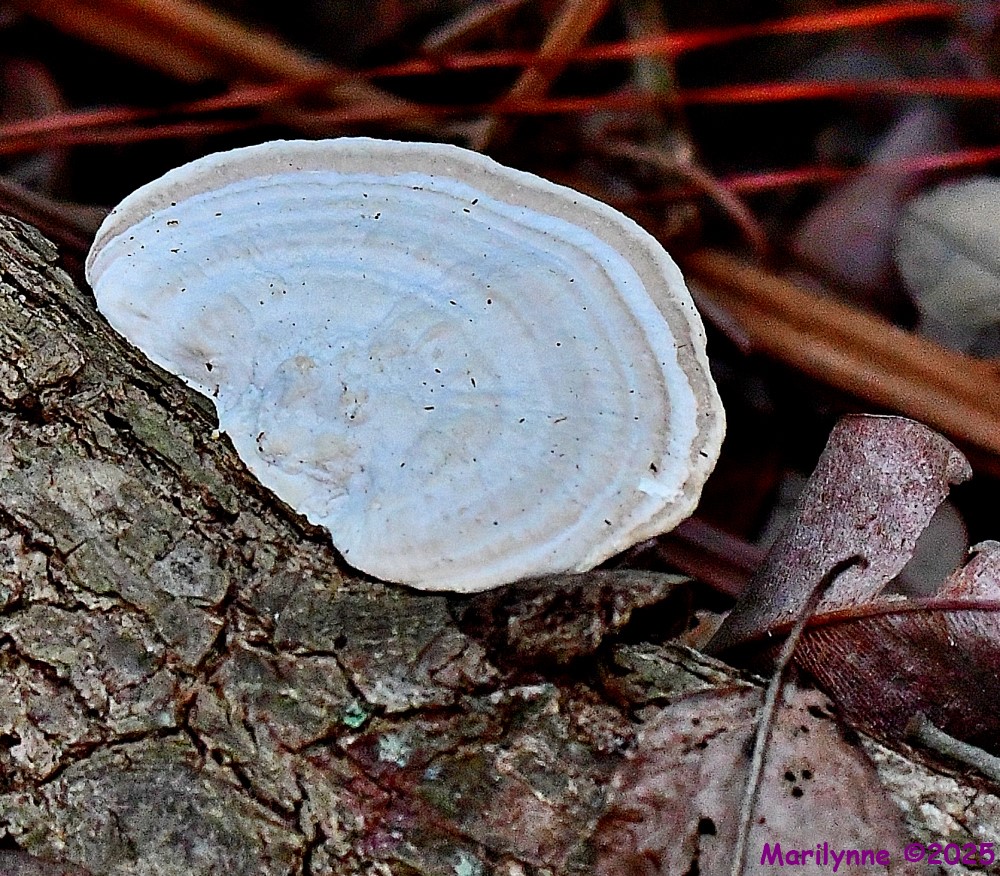 DSC_1241_001.JPG
