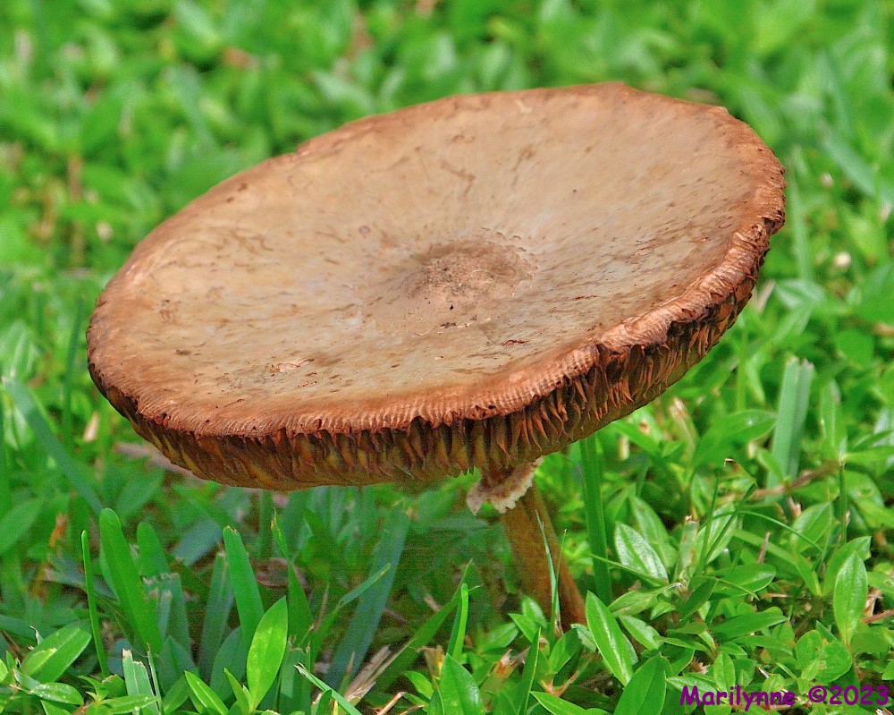 DSC_1243_001.JPG