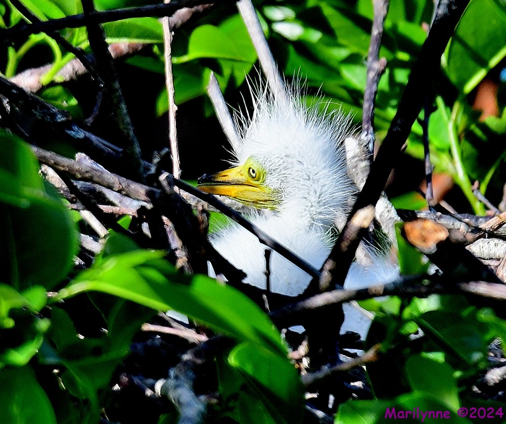 DSC_1243_001.JPG