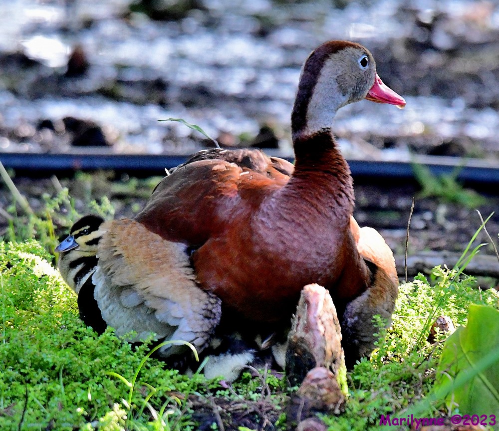 DSC_1244_001.JPG