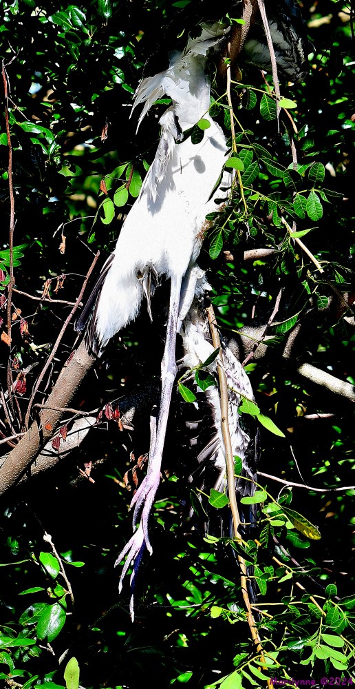 DSC_1244_001.JPG