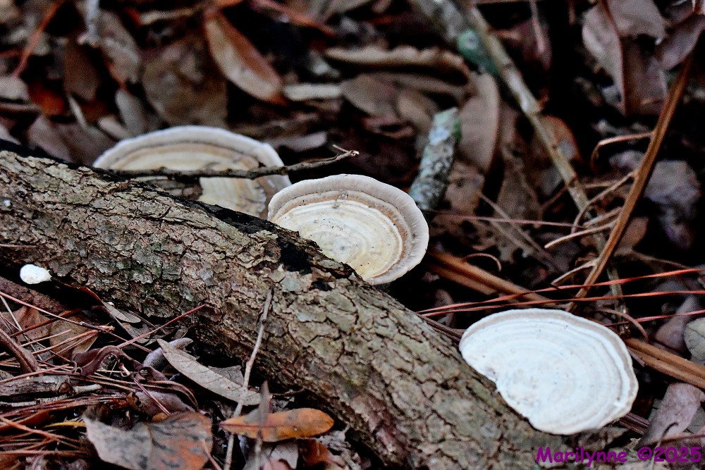 DSC_1244_001.JPG