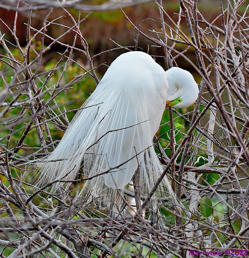 DSC_1245_001.JPG