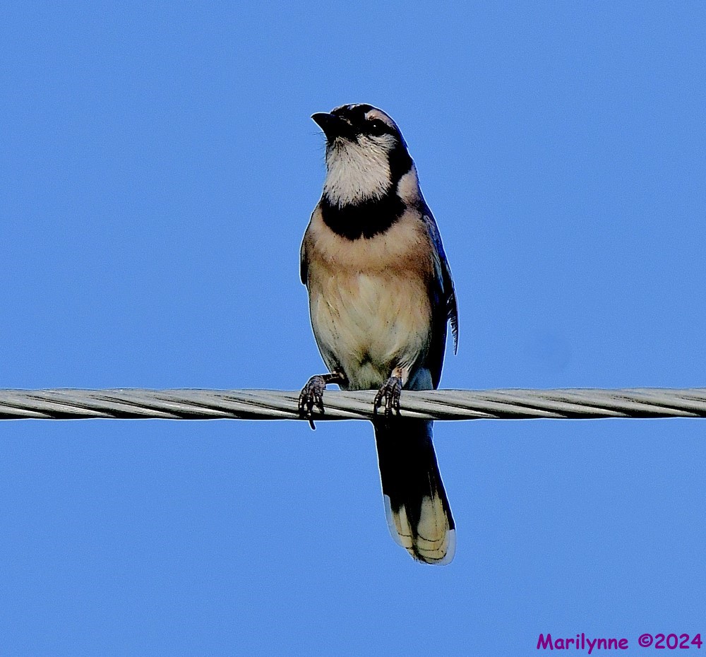 DSC_1245_001.JPG