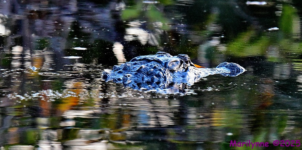 DSC_1245_001.JPG
