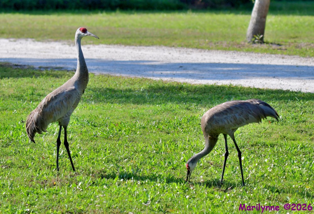 DSC_1246_001.JPG