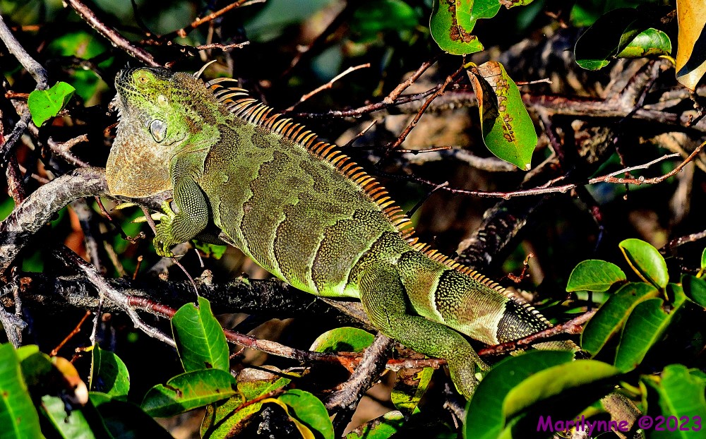 DSC_1247_001.JPG