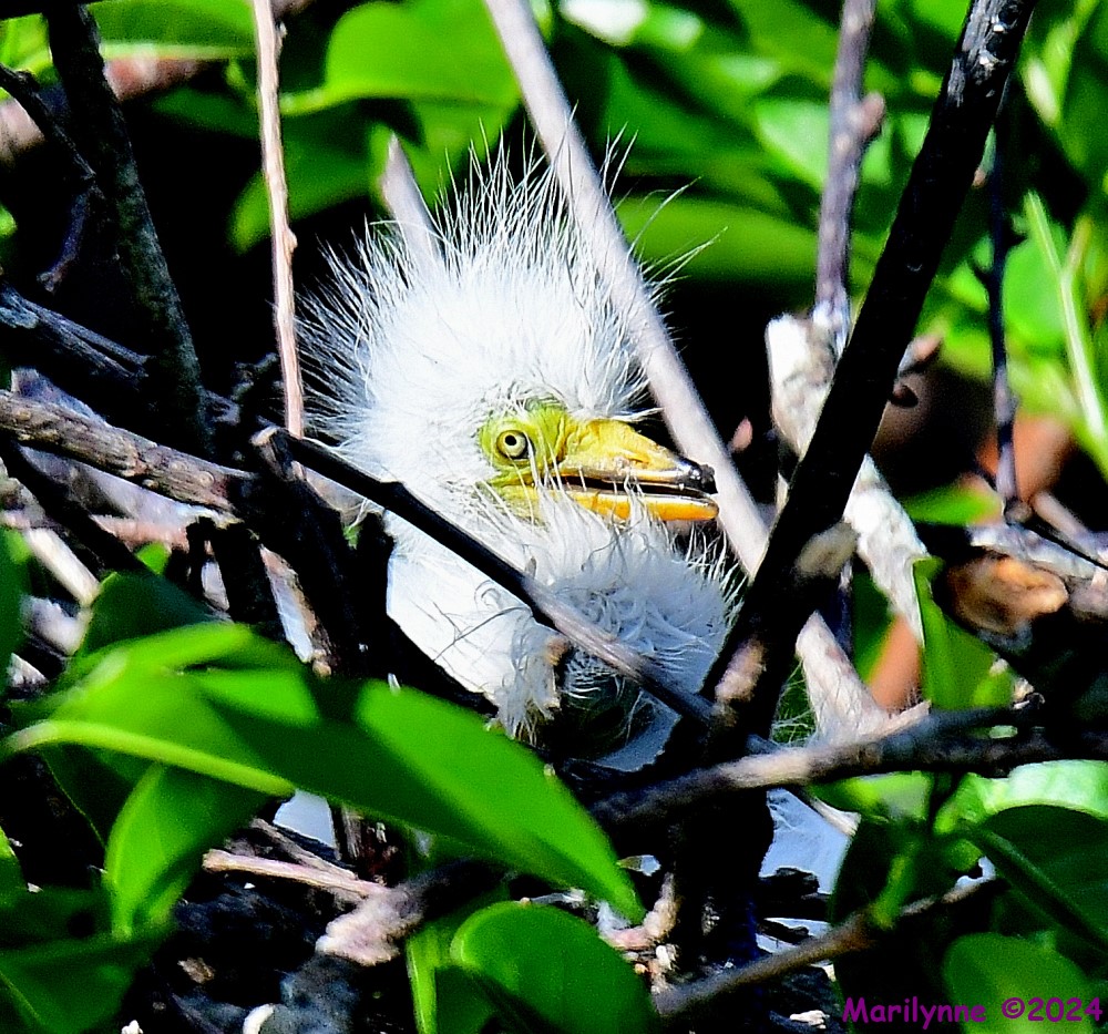 DSC_1247_001.JPG